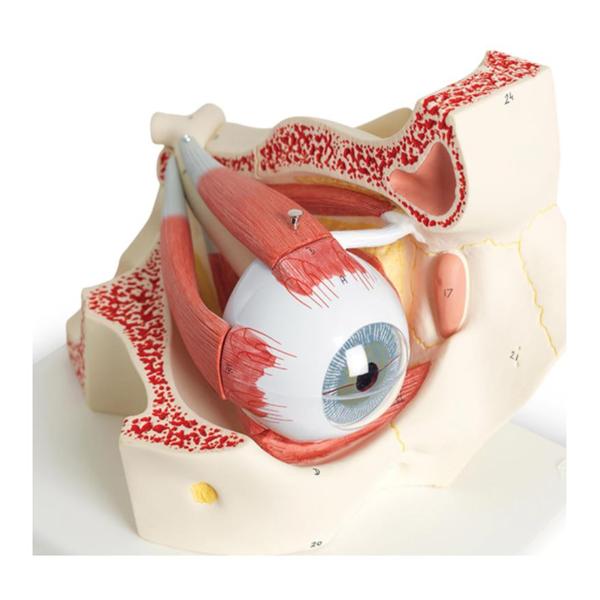 Eye in Orbit Model Anatomical Each